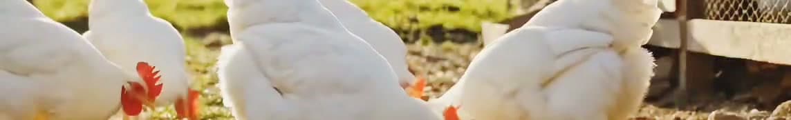 Kippen op een rustige buitenlocatie