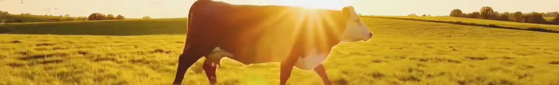 Een koe loopt door een zonnig landschap